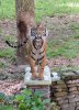 tiger.jpg