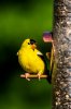 goldfinch.jpg