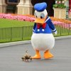 Donald with Real Ducks.jpg