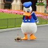Donald with Real Ducks.jpg Donald with Real Ducks.jpg