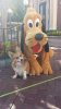 Pluto With Dog.jpg