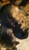 dogs-1-2.jpg