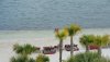 beach palm.jpg