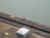 Panama Canal May 2015 447.JPG
