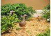 epcot ducks.jpg