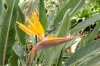 Bird of Paradise.jpg