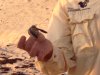 vbturtle1.JPG