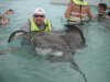 Stingray City 3.JPG