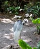 AK birds.jpg