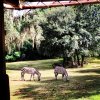 IMG_7393.JPG