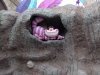 cheshire cat.JPG