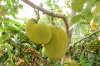 jackfruit.jpg