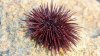 sea-urchin.jpg