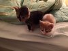 Babies Pic.jpg