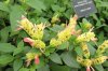 Shrimp plant.jpg