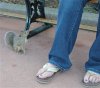 UK squirrel 2.jpg