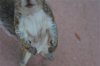 UK squirrel 3.jpg