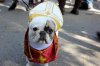 papal pooch 1.jpg