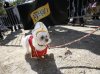 papal pooch 3.jpg