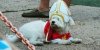 papal pooch 4.jpg