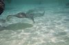 Stingray City 1.jpg