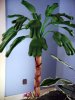 Palm Tree.jpg