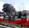 Christmas topiary.jpg