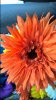 WP_20151003_14_34_01_Pro.jpg