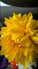 WP_20151003_14_33_55_Pro.jpg