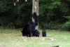 bears2.jpg