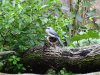 DSC04349 (800x600).jpg
