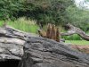 DSC04355 (800x600).jpg