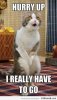 13-funny-cat-meme.jpg