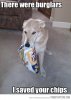 funny-dog-robbery-chips-saving.jpg
