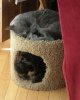 Kitty Layers - Small.JPG