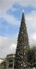Town Square Christmas Tree.jpg