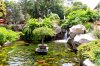Koi pond.jpg