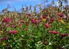 Fall 2015_7482a.jpg
