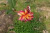 31B pretty frangipani DSC08401.jpg