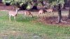 sm deer.jpg