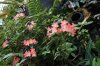32C DSC06460.jpg