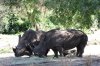 rhinos.jpg