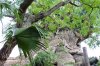 Tree of Life.jpg