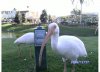 ibis.jpg