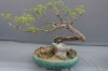 17I Bonsai display DSC08645.jpg