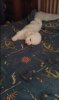 Daisy on Bed.jpg