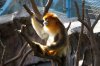 6B Sichuan Golde Snub-nosed monkey DSC06603.jpg