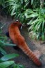 8A Red Panda DSC06627.jpg