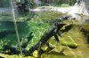 10 Gator Marsh  endangered Chinese Alligator DSC08688.jpg