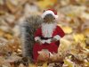 christmas squirrel.jpg